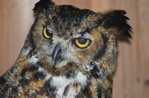 owl owl grand duke eyes