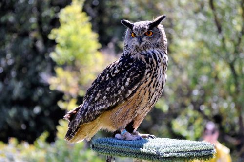 owl-real birds of prey-night birds of prey
