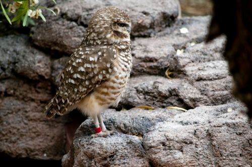 Owl Sitting On Rocks