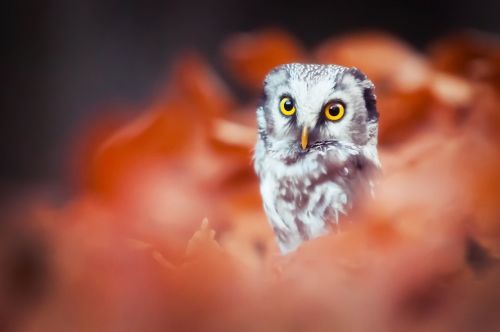 owlet bird bokeh