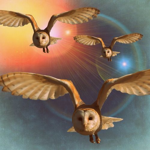 owls fly wing