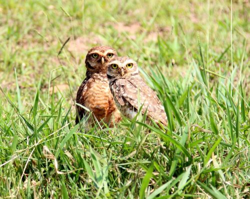 owls burrowing owl casal