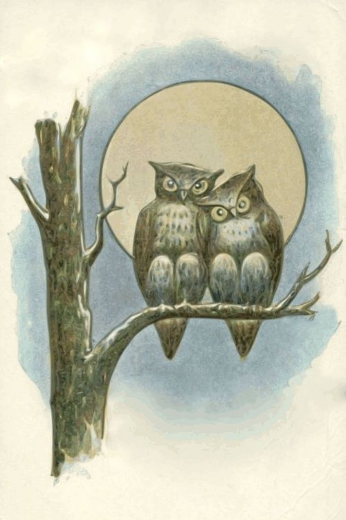 owls night moon