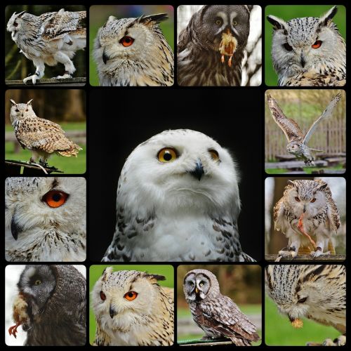 owls snowy owl bubo scandiacus collage