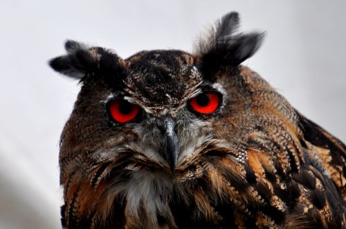 owls pharaoh eagle owl eyes