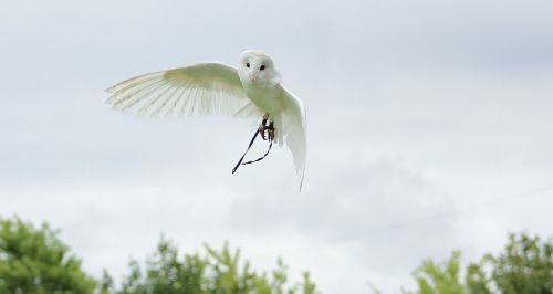 owls bird animal