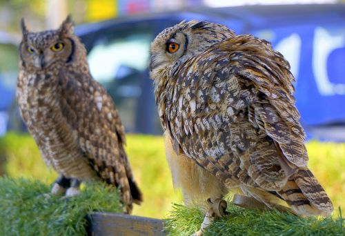owls birds falconry