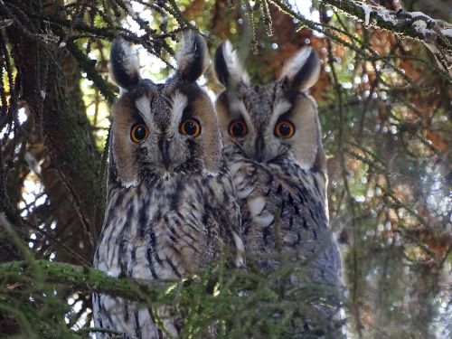 owls long eared owl raptor