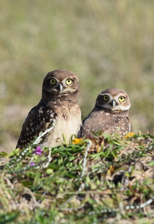 owls  birds  beach