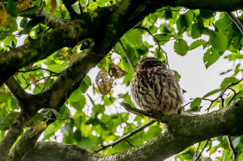 owls birds nature