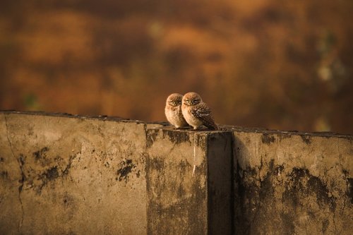 owls  pair  love birds