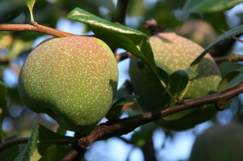 Quinces On The Tree