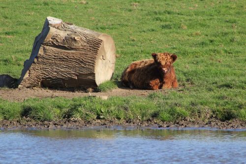 ox animal ruminant