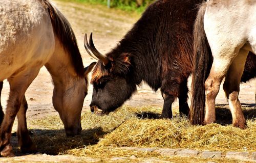 ox beef horses