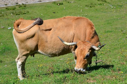 ox  animal  livestock