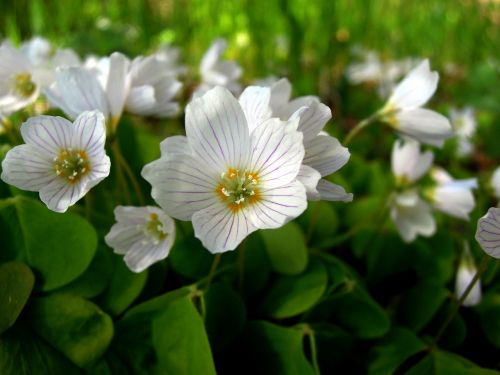 oxalis flower white