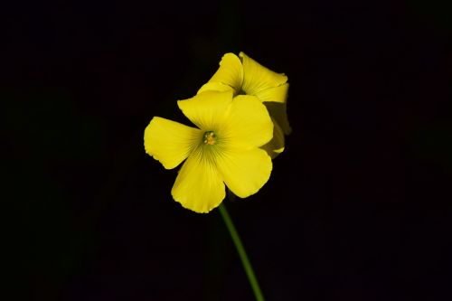 oxalis corniculata blossom bloom