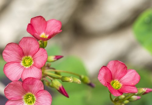 oxalis deppei  flowers  rosa