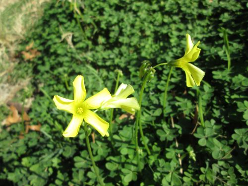Oxalis Flower 4