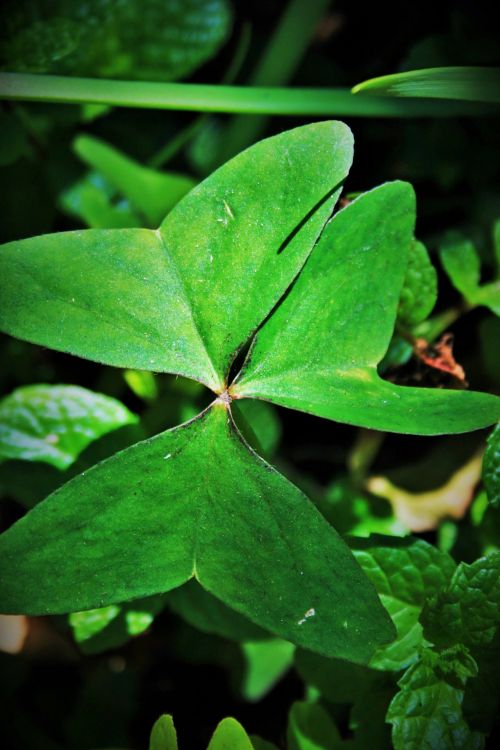 Oxalis Leaf