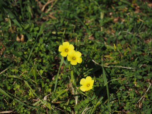 oxalis pes-caprae flower blossom