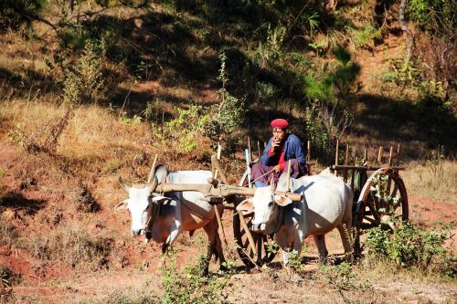 oxcart man swot up