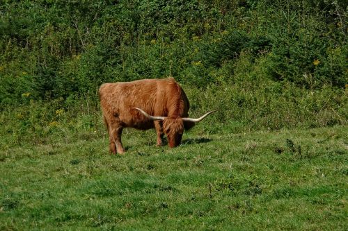 oxen grazing cattle