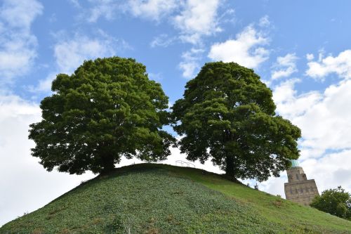 oxford tree sky