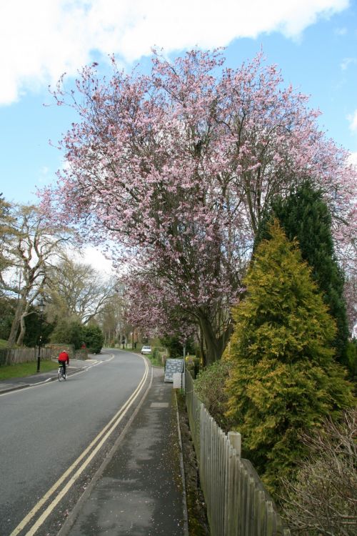 Oxford England Tree