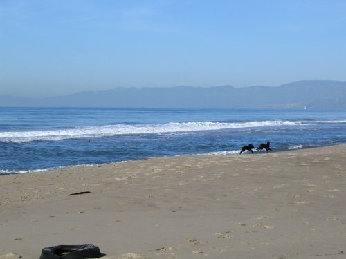 oxnard beach dogs