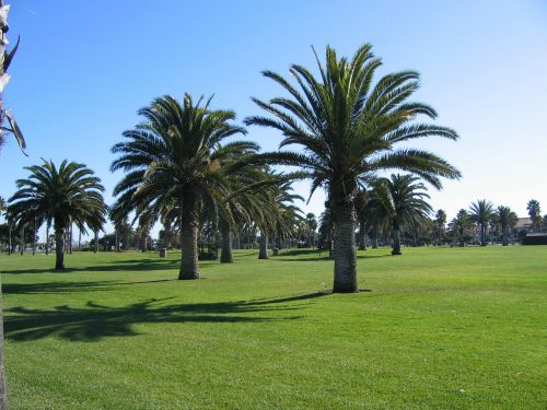 oxnard beach california palm trees