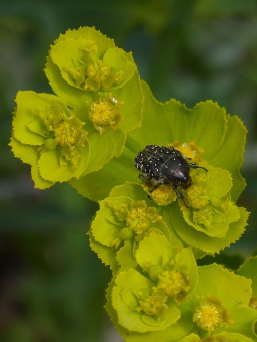 oxythyrea funesta beetle coleoptera