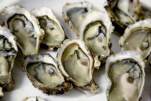 oyster shell seafood