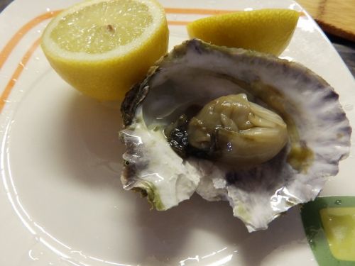 oyster fruits sea