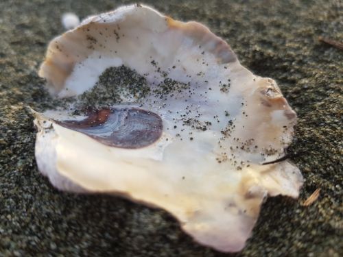 oyster shell sea