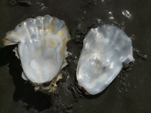 oyster shell mother of pearl