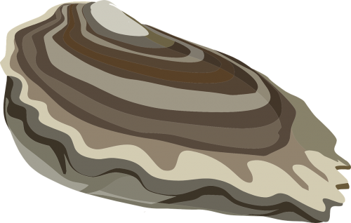 oyster mussel mollusk