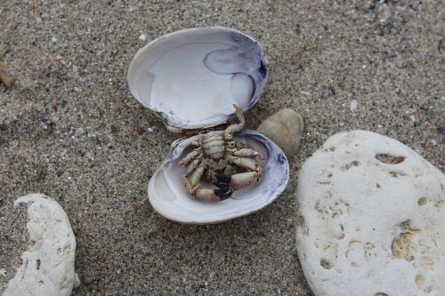 oyster crab sand