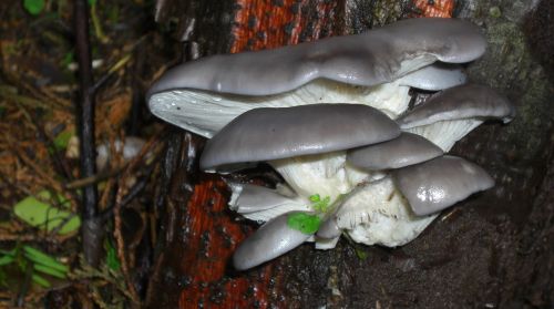 oyster mushroom funghi fungus