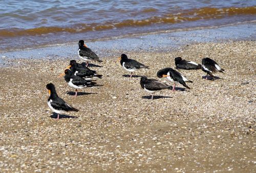 oystercatcher beach sea