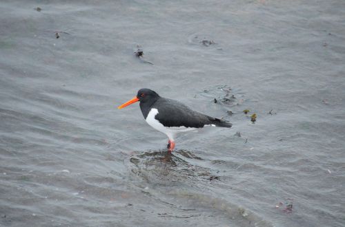 oystercatcher bird fauna