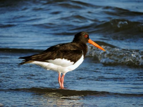 oystercatcher watt bird sea birds