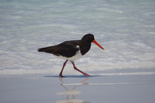 oystercatcher bird australia