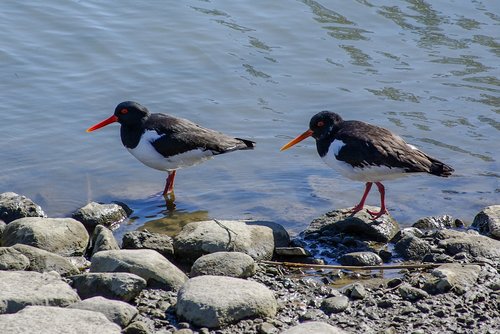 oystercatcher  beach  water