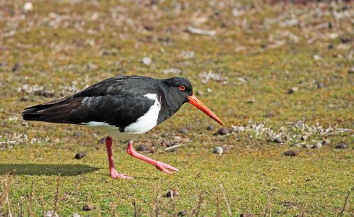 oystercatcher bird intervention