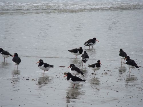 Oystercatchers