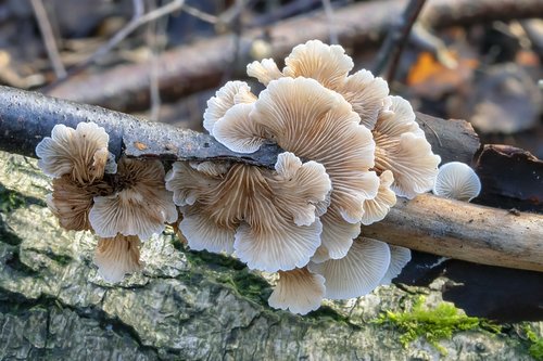 oysterling  fungi  mushroom
