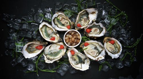 oysters delicacy food