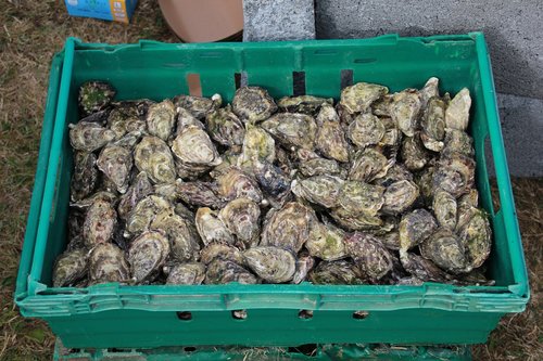 oysters  seafood  shellfish