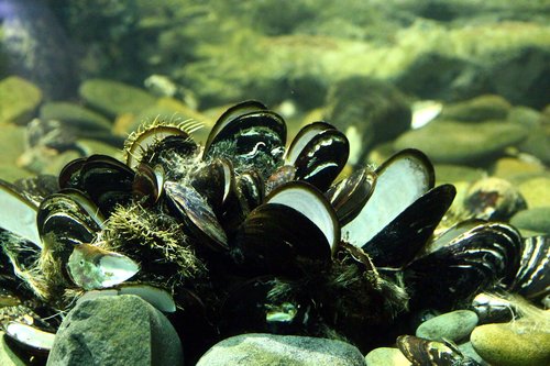 oysters  mussels  invertebrates